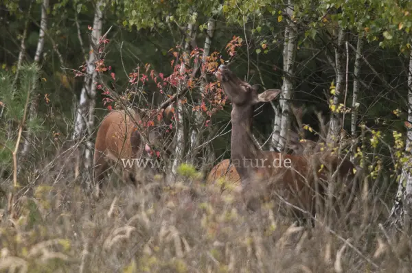 Fokus-Natur Bild