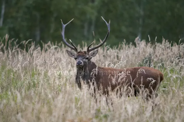 Fokus-Natur Bild
