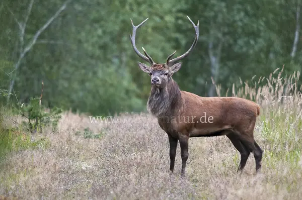 Fokus-Natur Bild