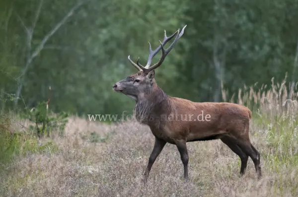 Fokus-Natur Bild