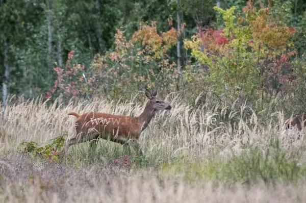 Fokus-Natur Bild