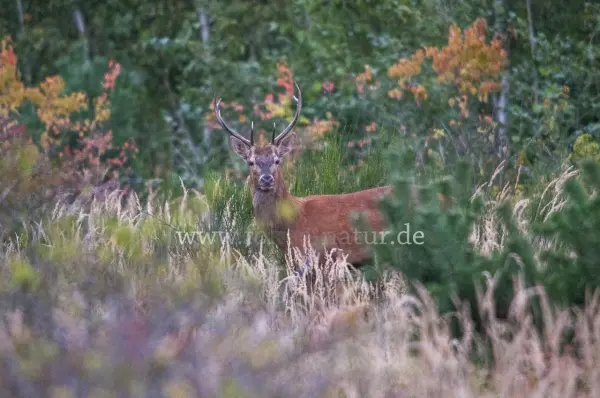 Fokus-Natur Bild