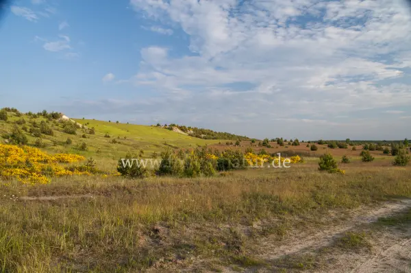 Fokus-Natur Bild