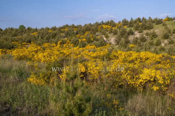 Fokus-Natur Bild