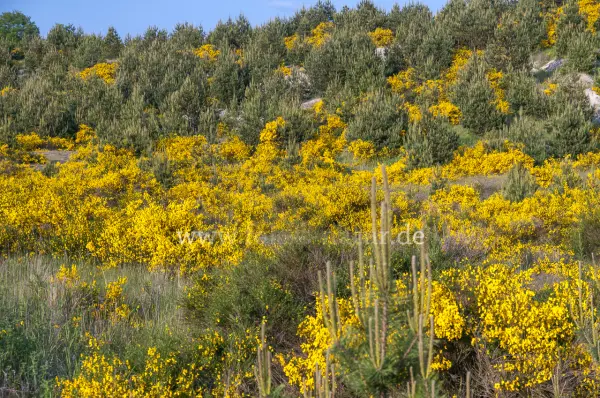 Fokus-Natur Bild
