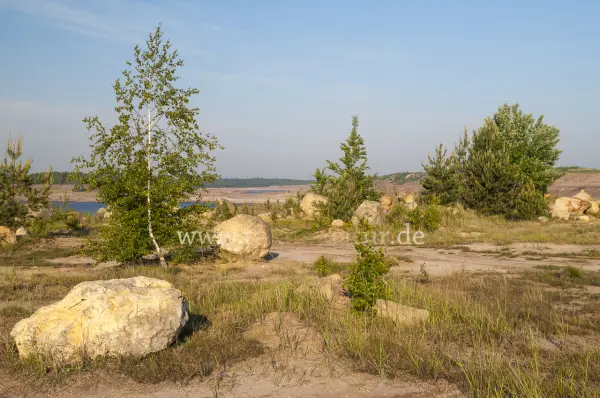 Fokus-Natur Bild