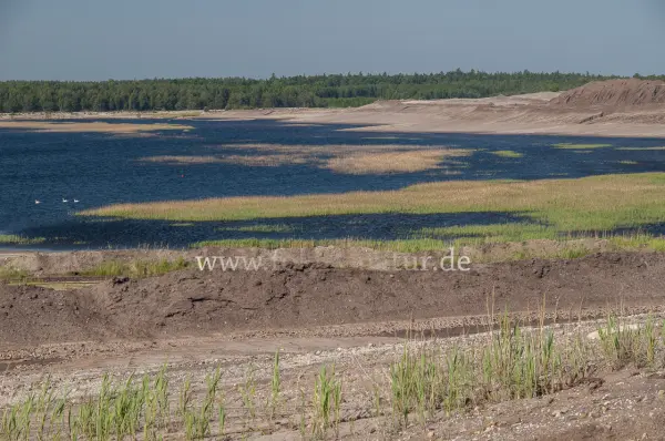 Fokus-Natur Bild
