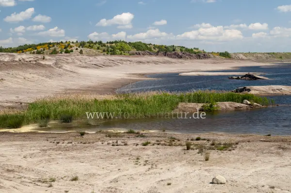 Fokus-Natur Bild