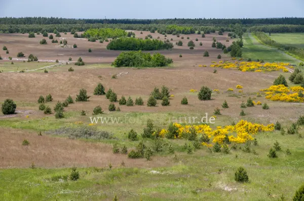 Fokus-Natur Bild