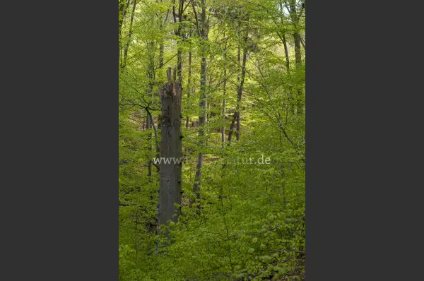 Fokus-Natur Bild