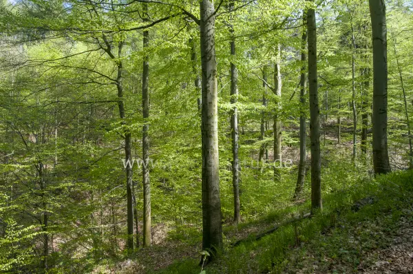 Fokus-Natur Bild