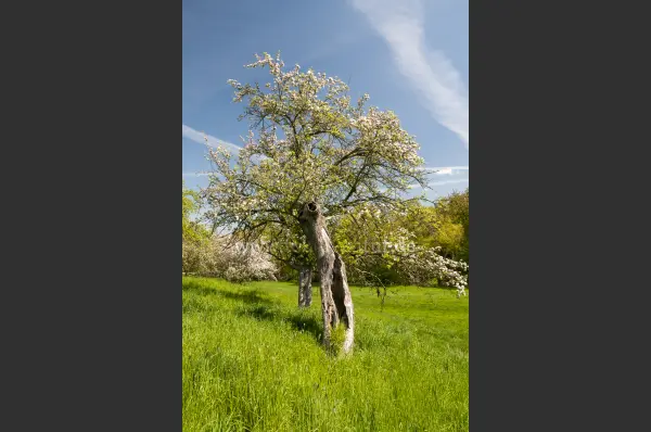 Fokus-Natur Bild