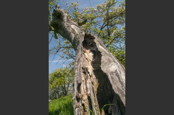Fokus-Natur Bild