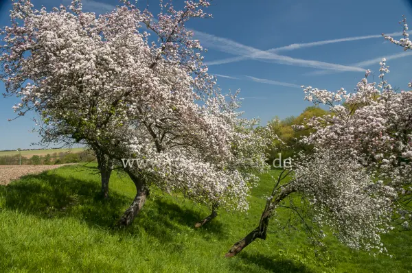 Fokus-Natur Bild
