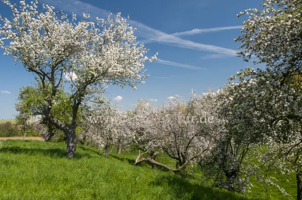 Fokus-Natur Bild