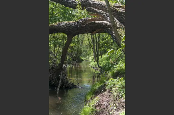 Fokus-Natur Bild