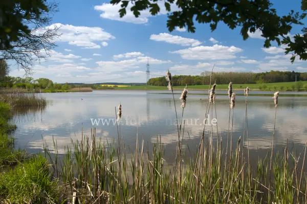 Fokus-Natur Bild