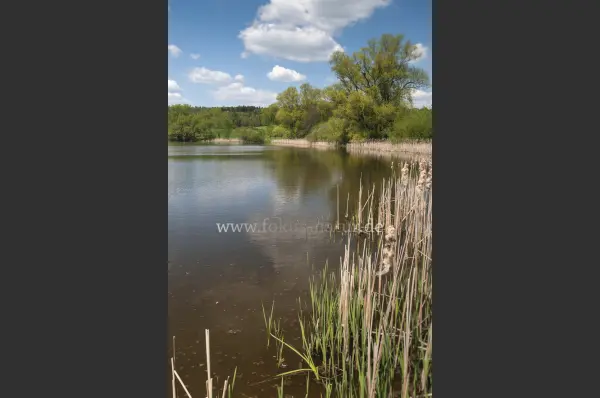 Fokus-Natur Bild