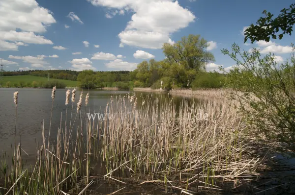 Fokus-Natur Bild