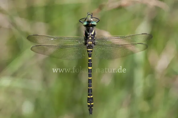 Fokus-Natur Bild