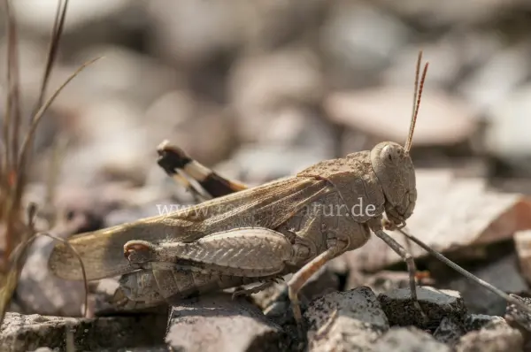 Fokus-Natur Bild