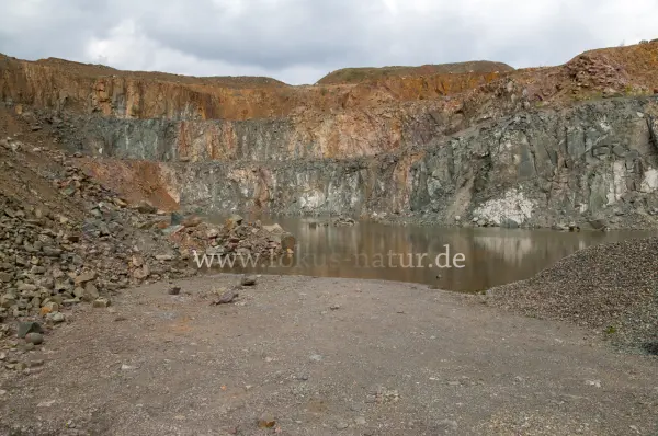 Fokus-Natur Bild