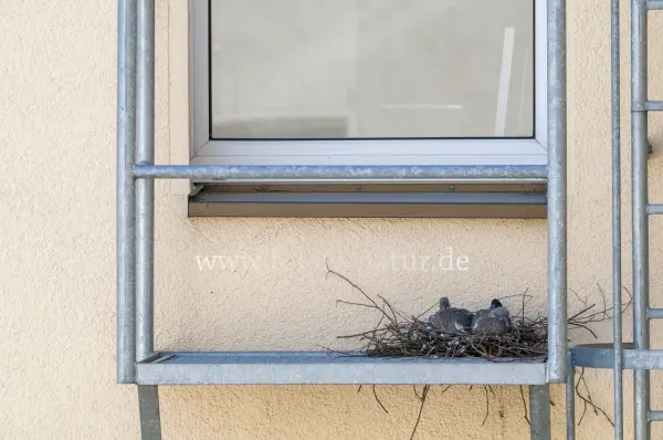 Fokus-Natur Bild
