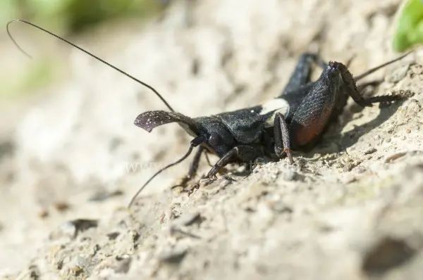 Fokus-Natur Bild
