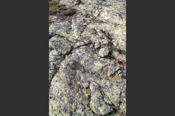Fokus-Natur Bild