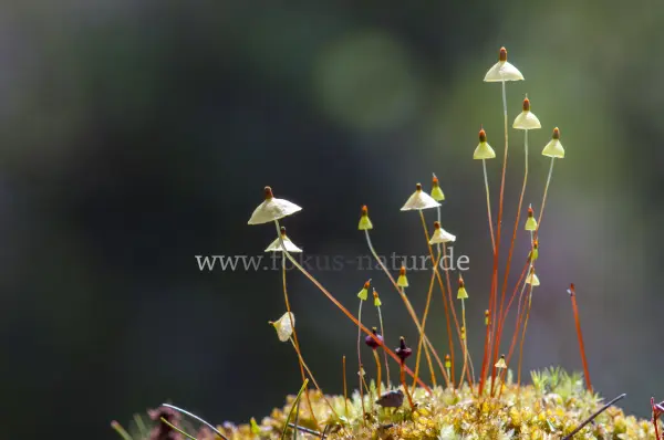 Fokus-Natur Bild