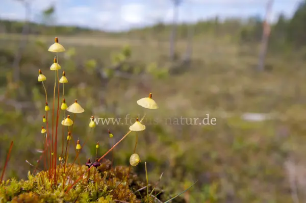 Fokus-Natur Bild