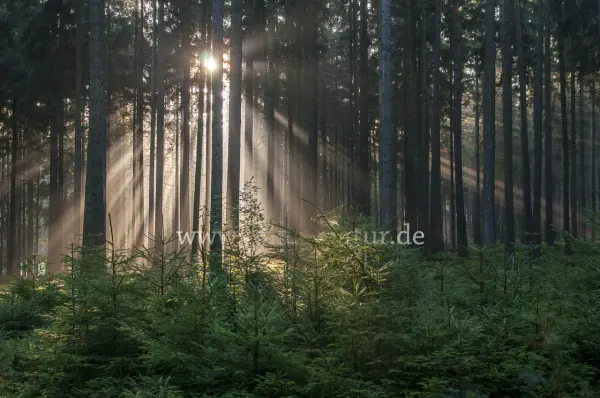 Fokus-Natur Bild