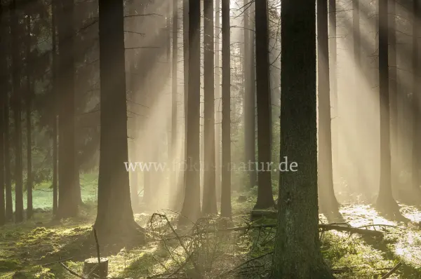Fokus-Natur Bild