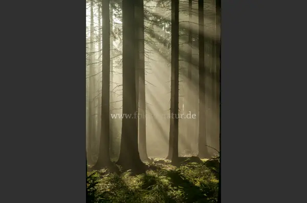 Fokus-Natur Bild