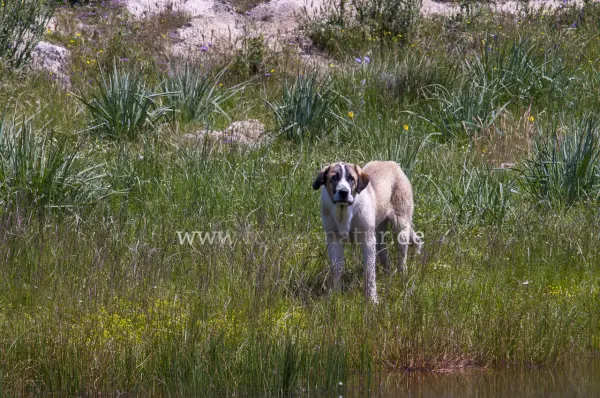 Fokus-Natur Bild