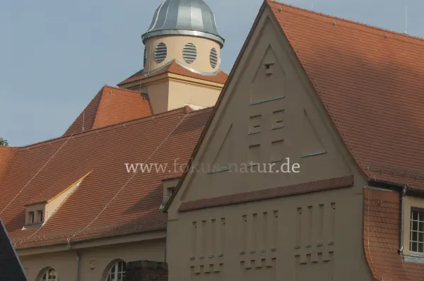 Fokus-Natur Bild