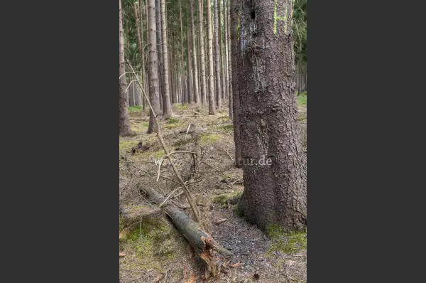 Fokus-Natur Bild