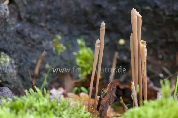 Fokus-Natur Bild