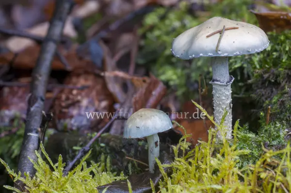 Fokus-Natur Bild