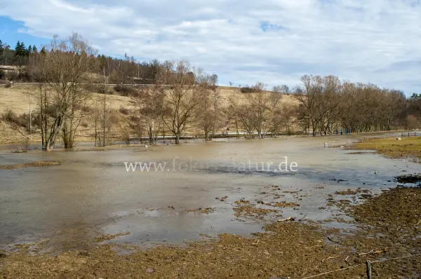 Fokus-Natur Bild