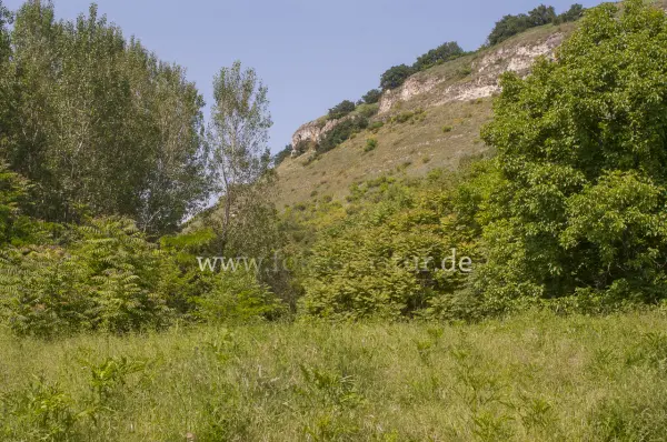 Fokus-Natur Bild