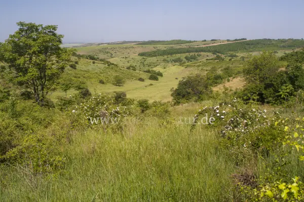 Fokus-Natur Bild