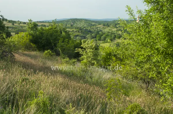 Fokus-Natur Bild