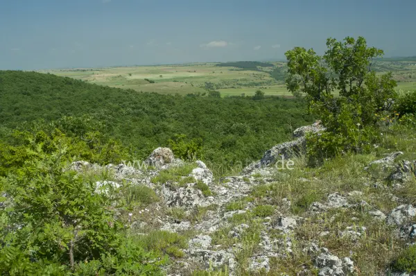 Fokus-Natur Bild