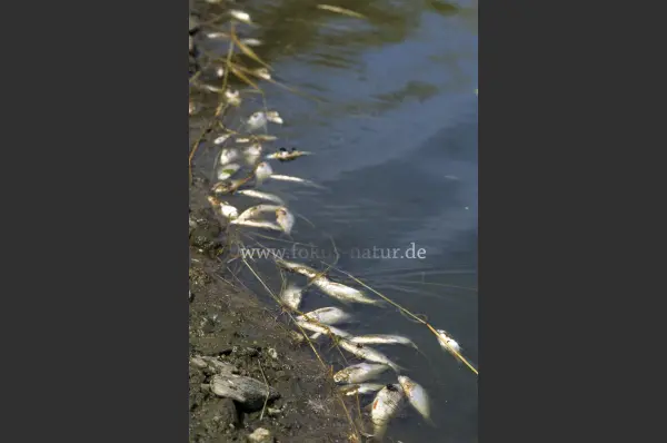 Fokus-Natur Bild