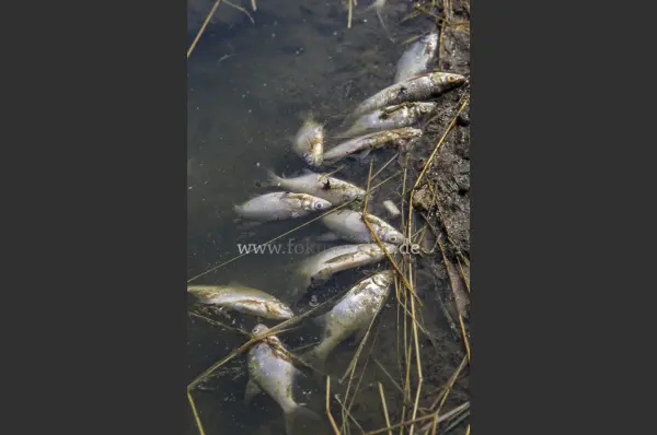 Fokus-Natur Bild