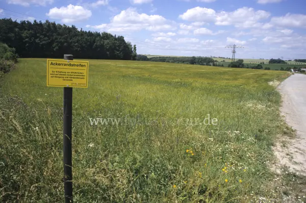 Fokus-Natur Bild