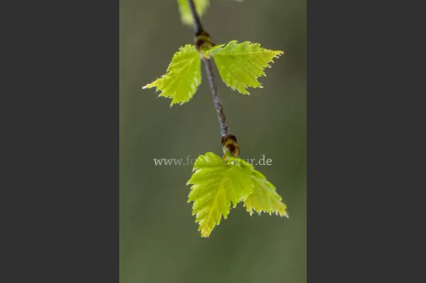 Fokus-Natur Bild