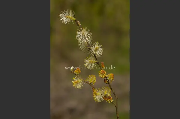 Fokus-Natur Bild