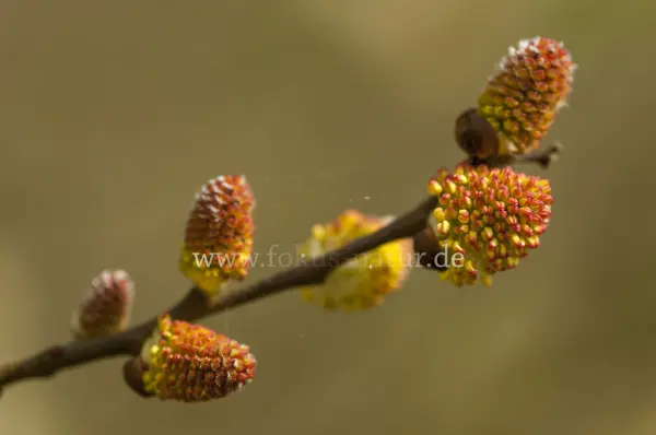 Fokus-Natur Bild
